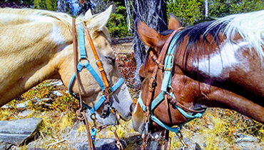 Horse-riding-medford