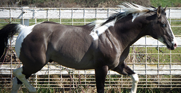 Horse Breeding