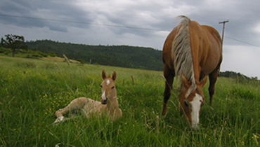 Pasture Boarding